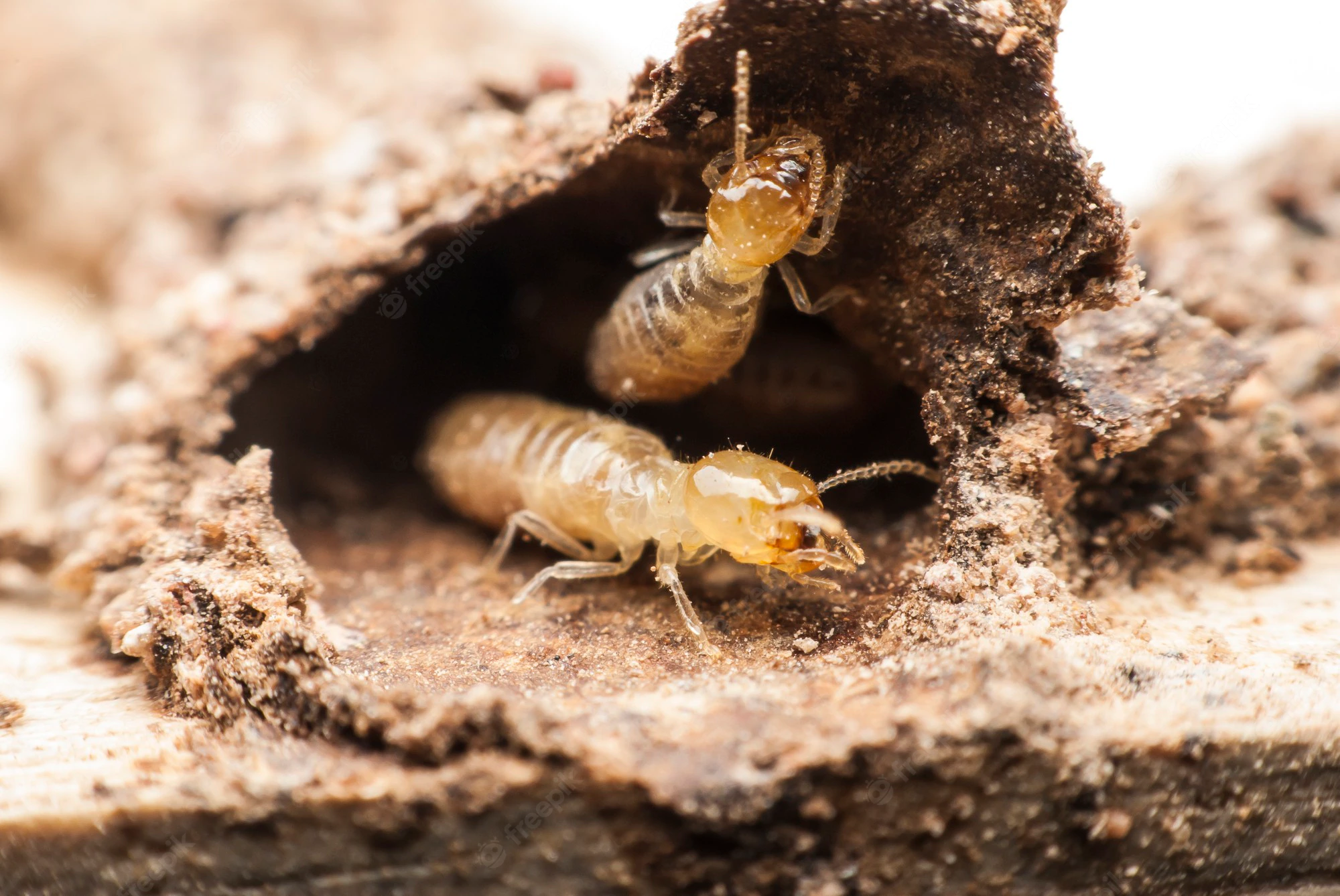 termite-macro-decomposing-wood_44272-258